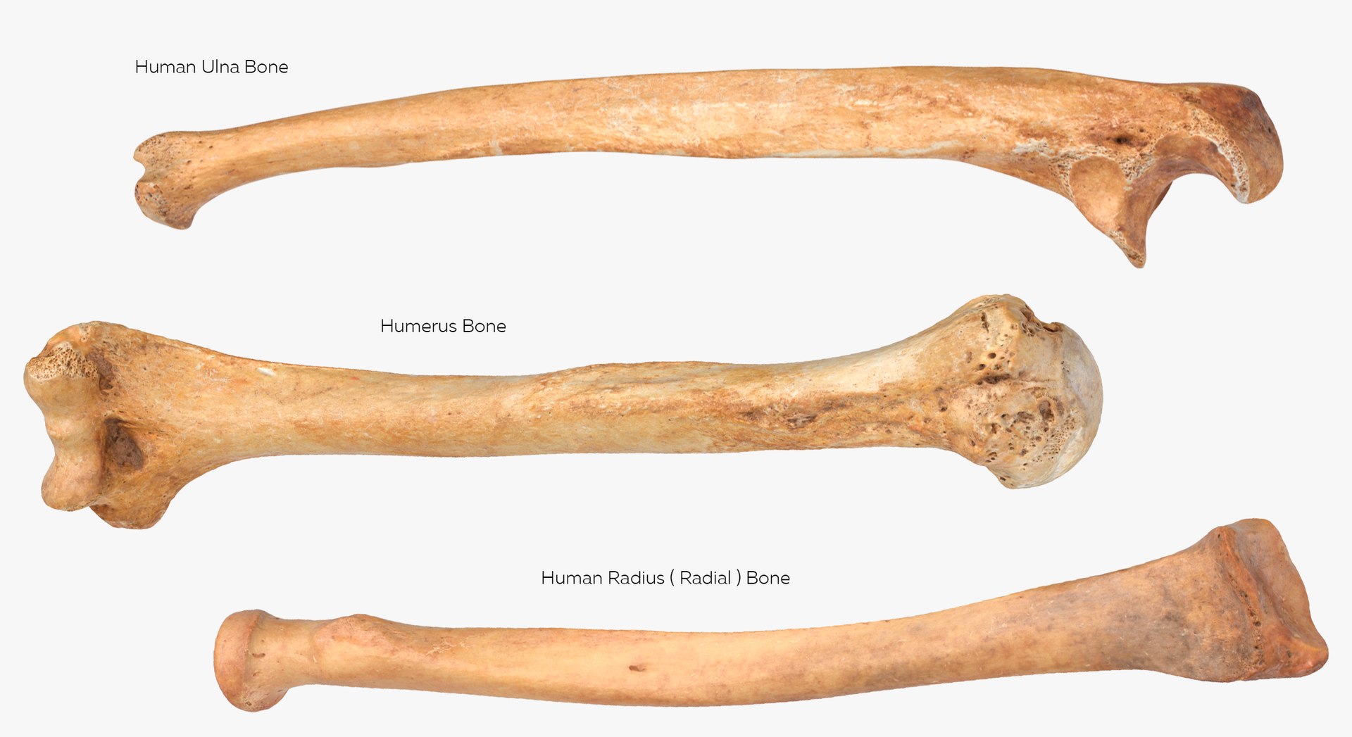 Human Arm Hand Foot and Scapula Bones Collection Yellow - 25 models 3D model https://p.turbosquid.com/ts-thumb/VY/tZPziN/su/5s/jpg/1626263855/1920x1080/fit_q87/e689de3f0b065547e90425ec297b954f1ed6dac6/5s.jpg