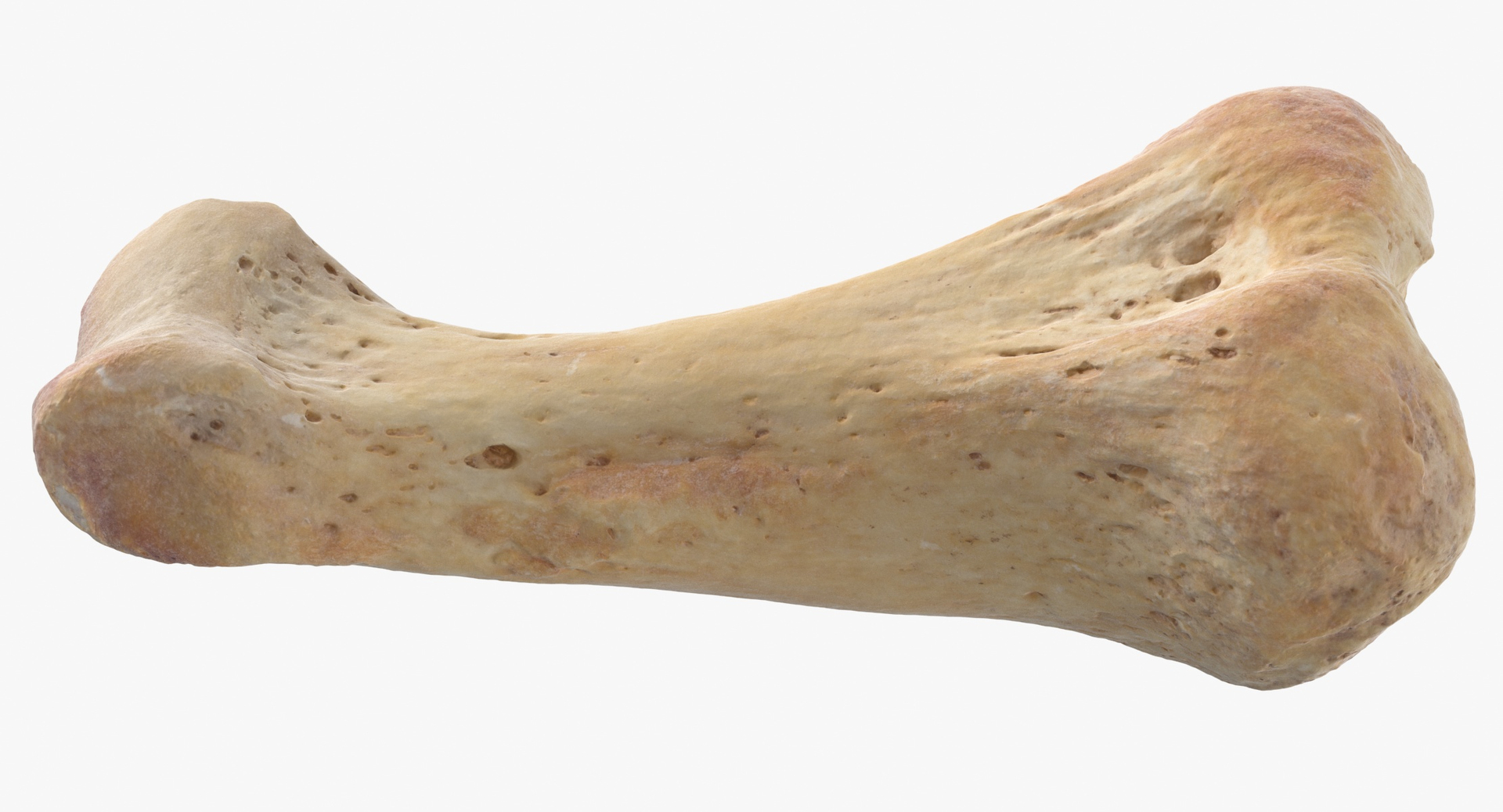 Human Arm Hand Foot and Scapula Bones Collection Yellow - 25 models 3D model https://p.turbosquid.com/ts-thumb/VY/tZPziN/y2/0000/jpg/1583840641/1920x1080/turn_fit_q99/8574a873dbd6e42573b7121510b86dc366b63bce/0000-1.jpg