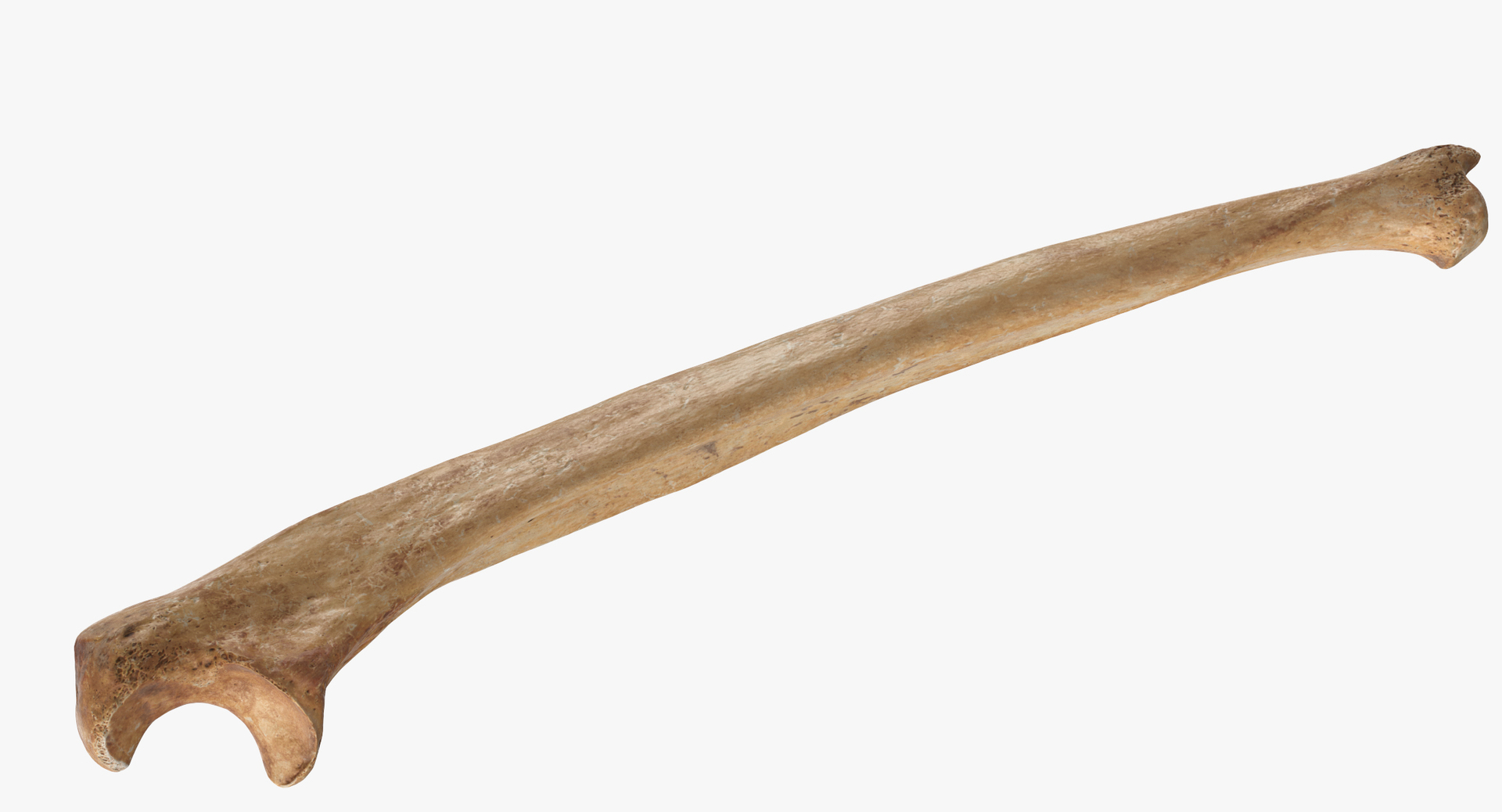 Human Arm Hand Foot and Scapula Bones Collection Yellow - 25 models 3D model https://p.turbosquid.com/ts-thumb/VY/tZPziN/yY/0000/jpg/1562075919/1920x1080/turn_fit_q99/208b86f78b3bc7ba47a4f1504b075960f22dfad8/0000-1.jpg