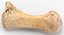 Human Arm Hand Foot и Scapula Bones Collection Yellow - 25 моделей