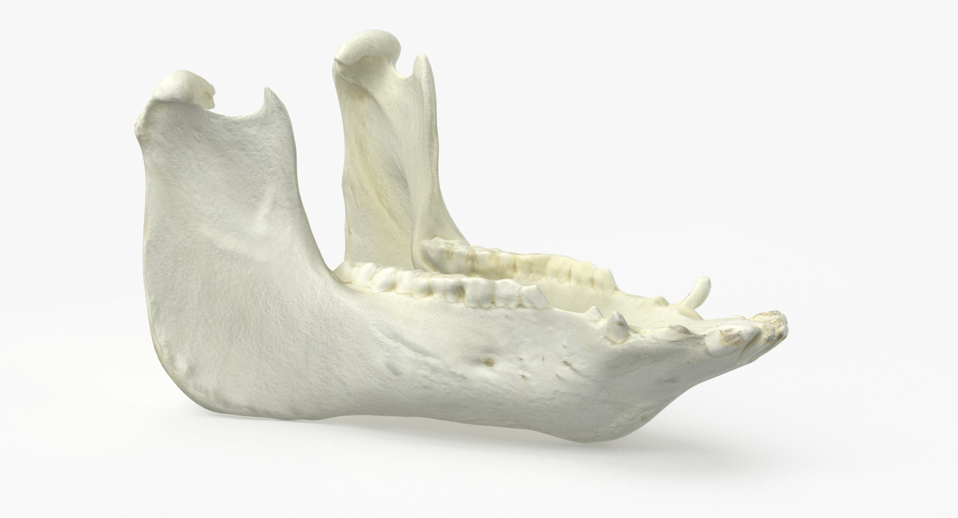 3D Model Domestic Pig Sus Domesticus Jaw 01 - TurboSquid 1830433