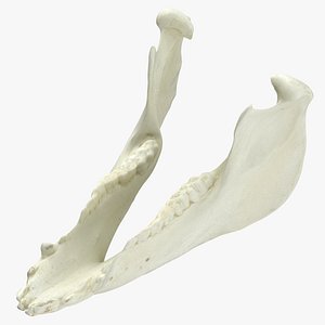 Domestic Pig Sus Domesticus Jaw 01