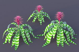 XfrogPlants Bromeliad - Aechmea Fasciata