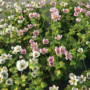 XfrogPlants Anemone Hybrida