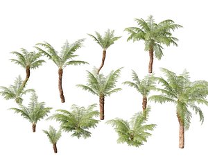 3D Dicksonia antarctica - Soft tree fern