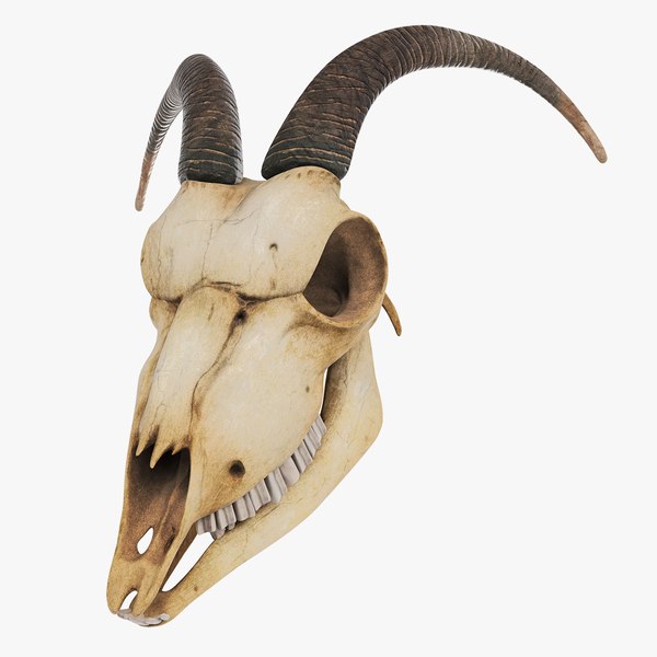 ヤギの頭蓋骨3Dモデル - TurboSquid 1221054