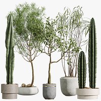 AV Indoor Plants Set 344 Ficus Marginata and Cactus Euphorbia Trigona