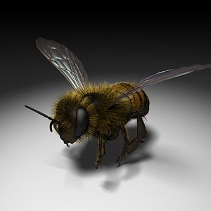 Honeybee c4d