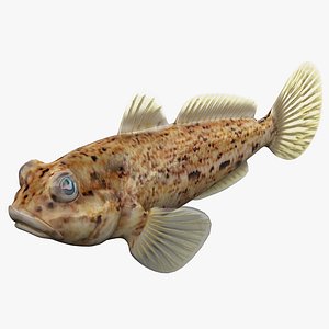 3d goby fish