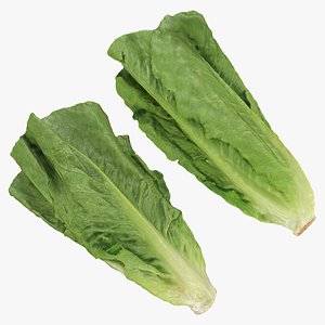 Romaine Lettuce Collection 2 3D model