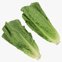 Romaine Lettuce Collection 2