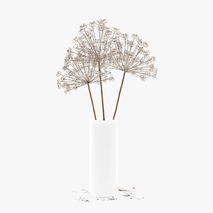 Dried bushes of dill