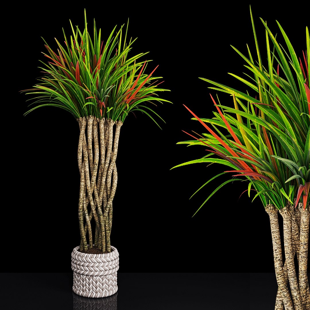 3D plant 2 flowers https://p.turbosquid.com/ts-thumb/Va/Rnk7Fg/Yau94Ind/pr1/jpg/1568474854/1920x1080/fit_q87/fdb2485bb32381e629a9f3bd35b6f9bcf7978796/pr1.jpg