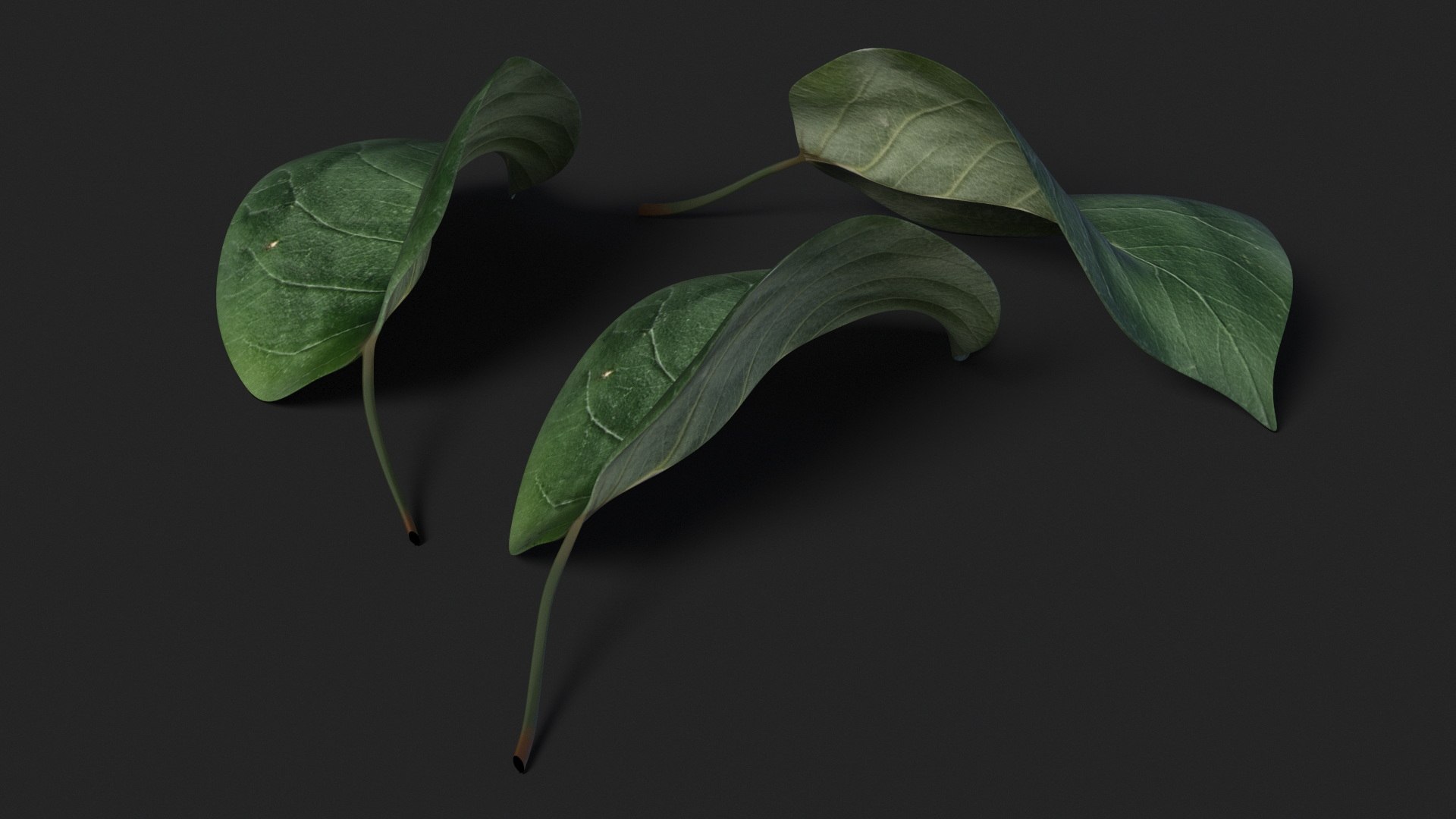 3D model Quince Leaf https://p.turbosquid.com/ts-thumb/Va/cW7PYd/1G/quince_leaf_007/jpg/1737058416/1920x1080/fit_q87/5bb6a74eb4f958b42f6d8c46d0f72530c7dd4412/quince_leaf_007.jpg