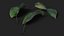 Quince Leaf