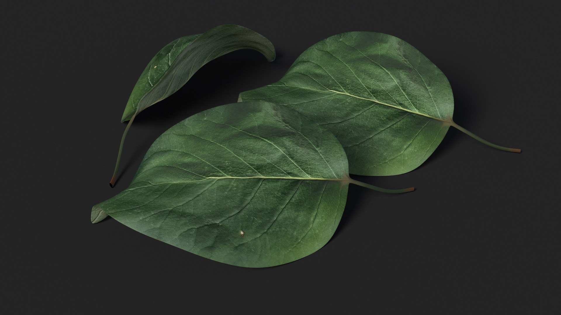 3D model Quince Leaf https://p.turbosquid.com/ts-thumb/Va/cW7PYd/7k/quince_leaf_006/jpg/1737058412/1920x1080/fit_q87/385db39c169c4d68cb131c77d26ebbcb471efa63/quince_leaf_006.jpg