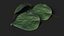 Quince Leaf