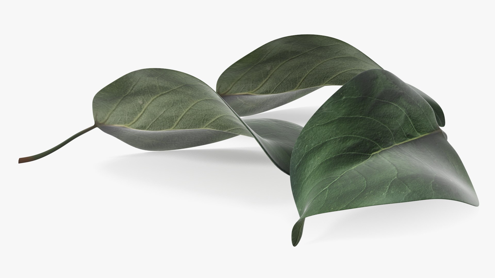 3D model Quince Leaf https://p.turbosquid.com/ts-thumb/Va/cW7PYd/G5/quince_leaf_008/jpg/1737058418/1920x1080/fit_q87/4cb32e076bcc54a86b82bf8b2b6a72750b12f6bd/quince_leaf_008.jpg