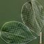 Quince Leaf