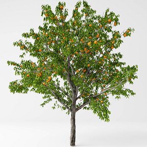 peach tree model