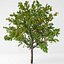 Pfirsichbaum