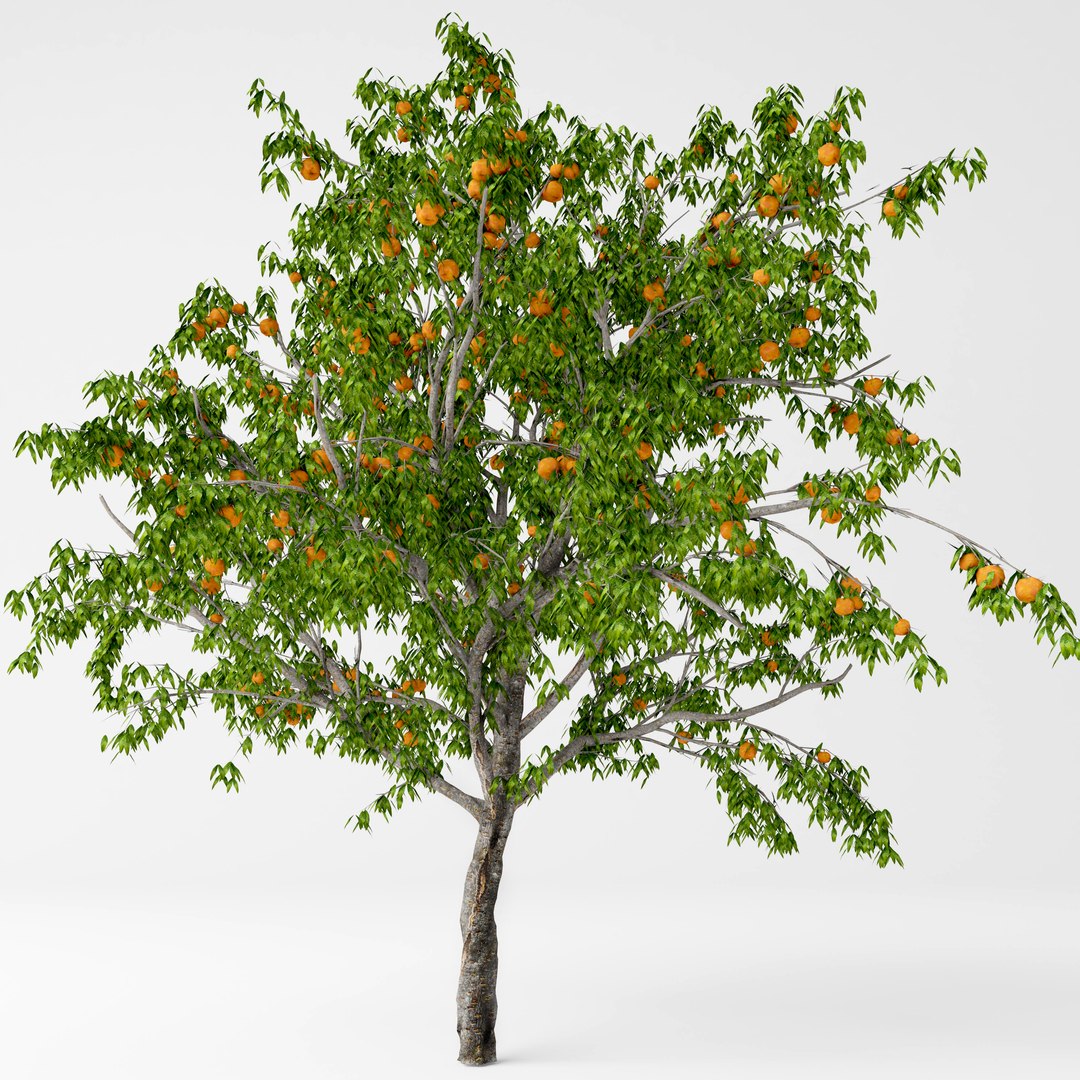 peach tree model https://p.turbosquid.com/ts-thumb/Va/mI9yaI/2K7drA0M/2/jpg/1557334101/1920x1080/fit_q87/8e04b9240027b917d009075b061e1be28f3661ba/2.jpg