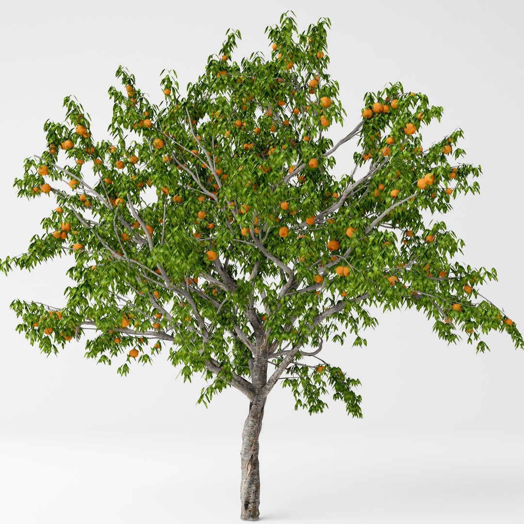 peach tree model https://p.turbosquid.com/ts-thumb/Va/mI9yaI/2obBMKxQ/3/jpg/1557334225/1920x1080/fit_q87/ee0620c066a9db296d5b846b1504912e21e81f35/3.jpg