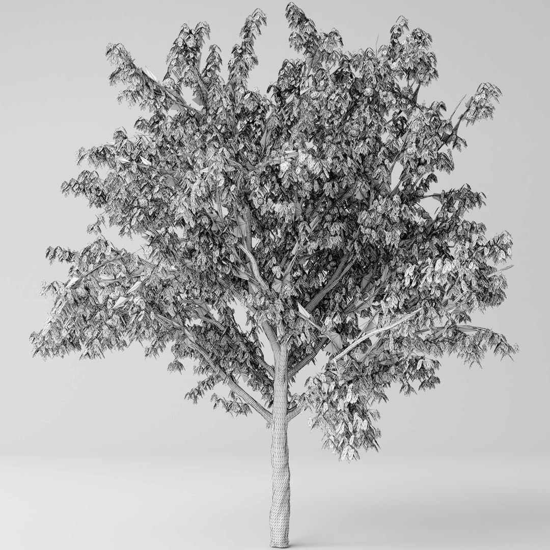 peach tree model https://p.turbosquid.com/ts-thumb/Va/mI9yaI/JgSVcfUY/5/jpg/1557334274/1920x1080/fit_q87/c4a8935d32ab3b7d736fb46e92e45ce9db28a5a3/5.jpg