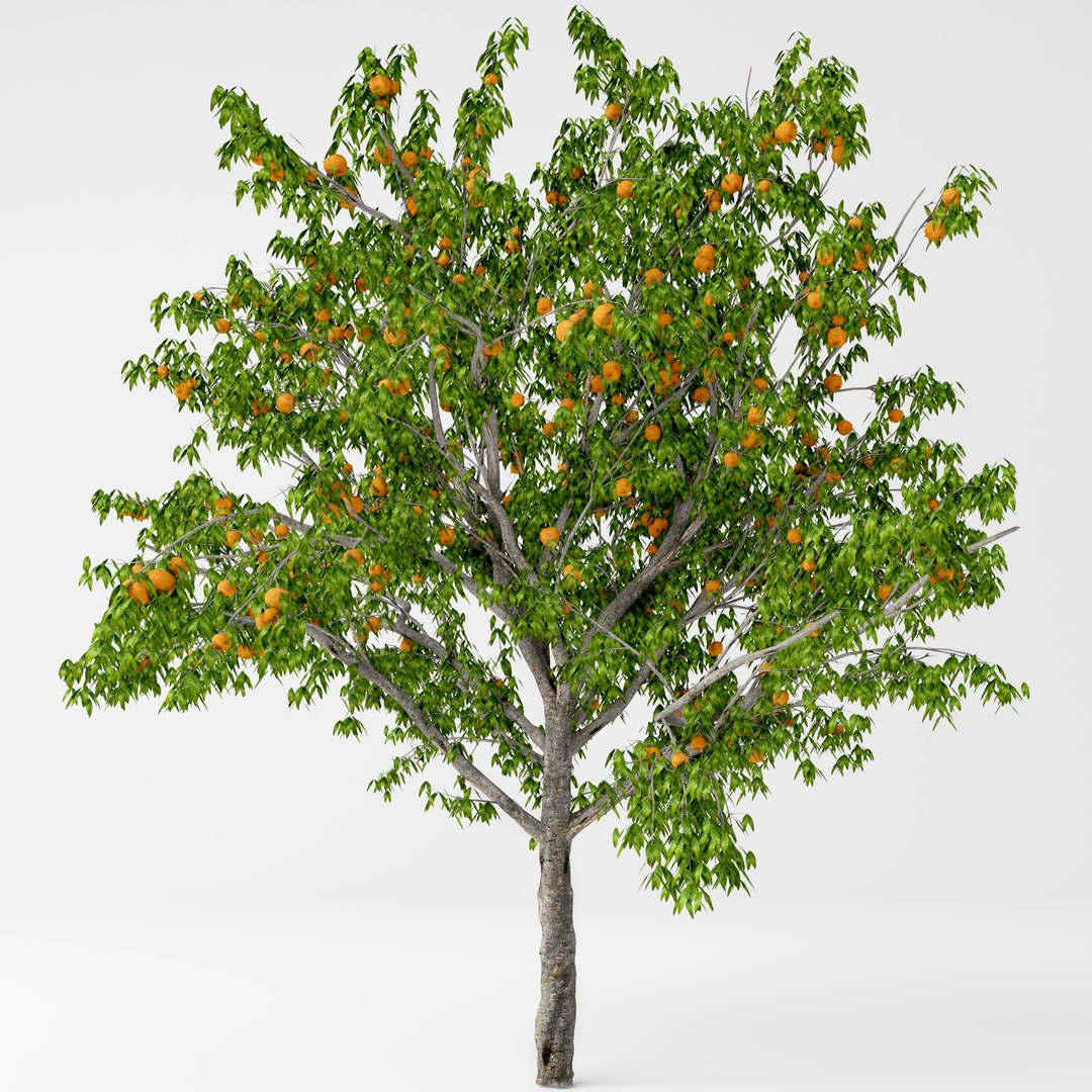 peach tree model https://p.turbosquid.com/ts-thumb/Va/mI9yaI/M4bhCSq2/4/jpg/1557334256/1920x1080/fit_q87/73808732ab098f782eb21bf5d6cfae09de630f23/4.jpg
