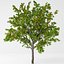 Pfirsichbaum