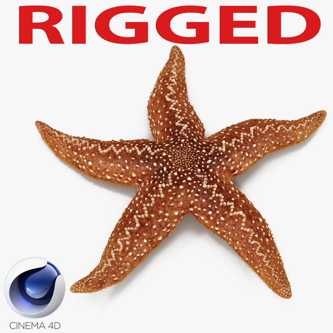Starfish 2 Rigged for Cinema 4D 3D model preview