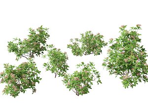 Kalmia latifolia - Mountain laurel 3D