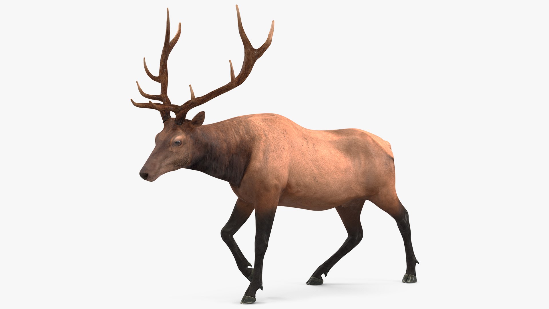 Realistic Elk Rigged 3D model preview