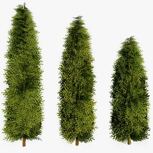 Thuja Occidentalis pack