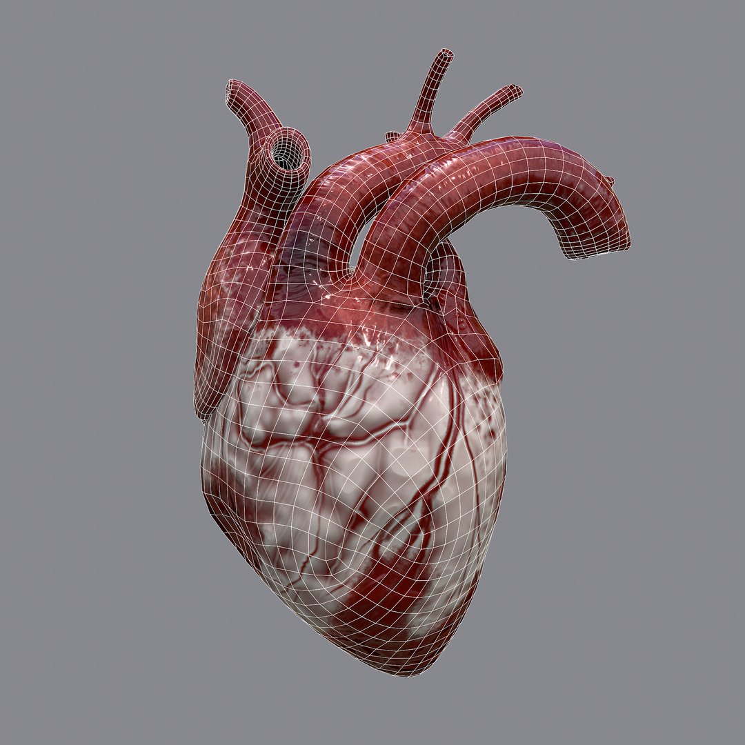 3d Heart - Turbosquid 1734085