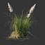 3D cortaderia selloana wind animation model