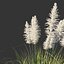 3D cortaderia selloana wind animation model