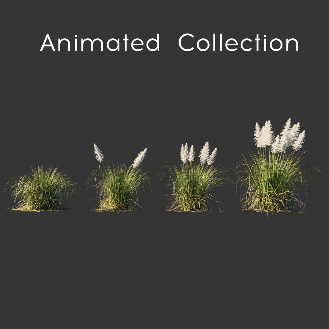 3D cortaderia selloana wind animation model https://p.turbosquid.com/ts-thumb/Vb/VsiC57/tF9qKXra/cortaderia_selloana_preview_main/jpg/1570184818/1920x1080/fit_q87/50d42862a36e72cc722b46bc80036ebe78a9c402/cortaderia_selloana_preview_main.jpg