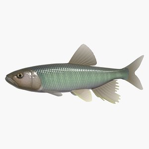 3d 3ds opsariichthys hasu