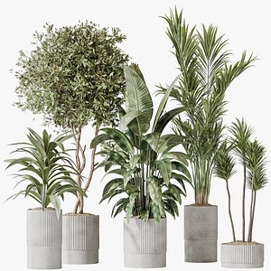 AV Indoor plants set 183 Areca Majesty Palm and ParadiseBird and Lemon Lime Cane Dragon and Olive Ar 3D model