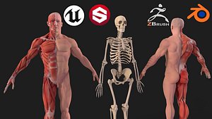 Human Anatomy full body  Muscular System and Skeleton 3D model