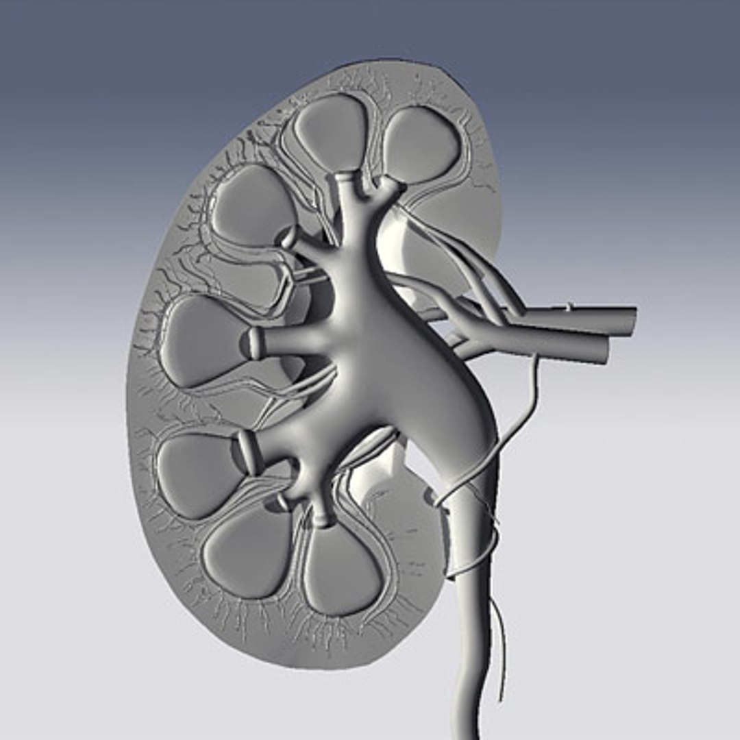 Human Kidney 3d Model