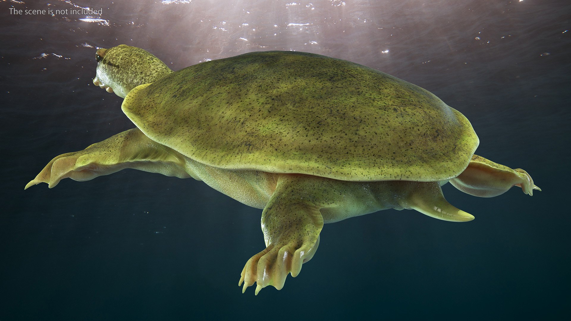 Realistic Chinese Softshell Turtle 3D Model - TurboSquid 2218377