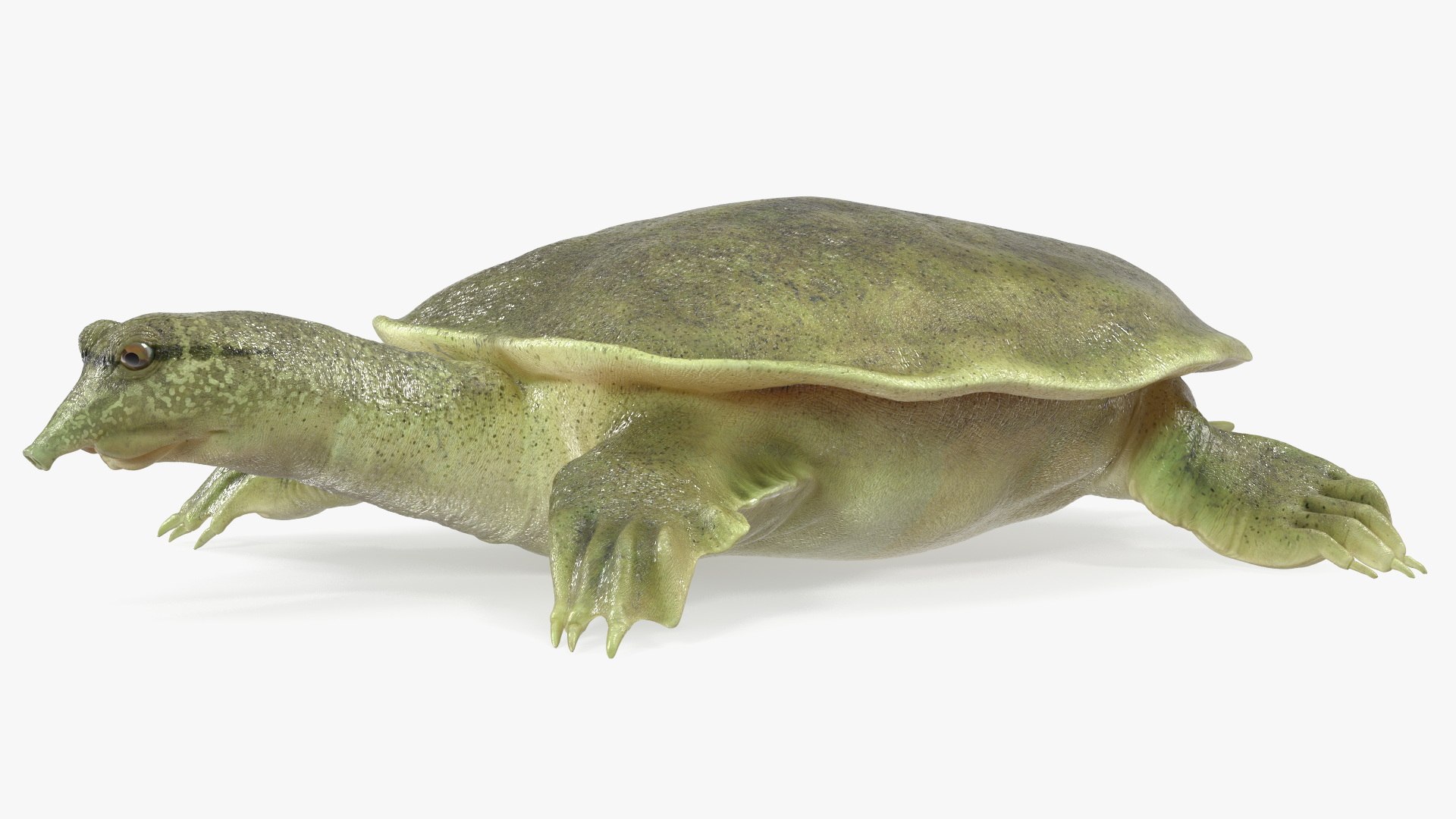 Turtles Collection 2 3D model preview