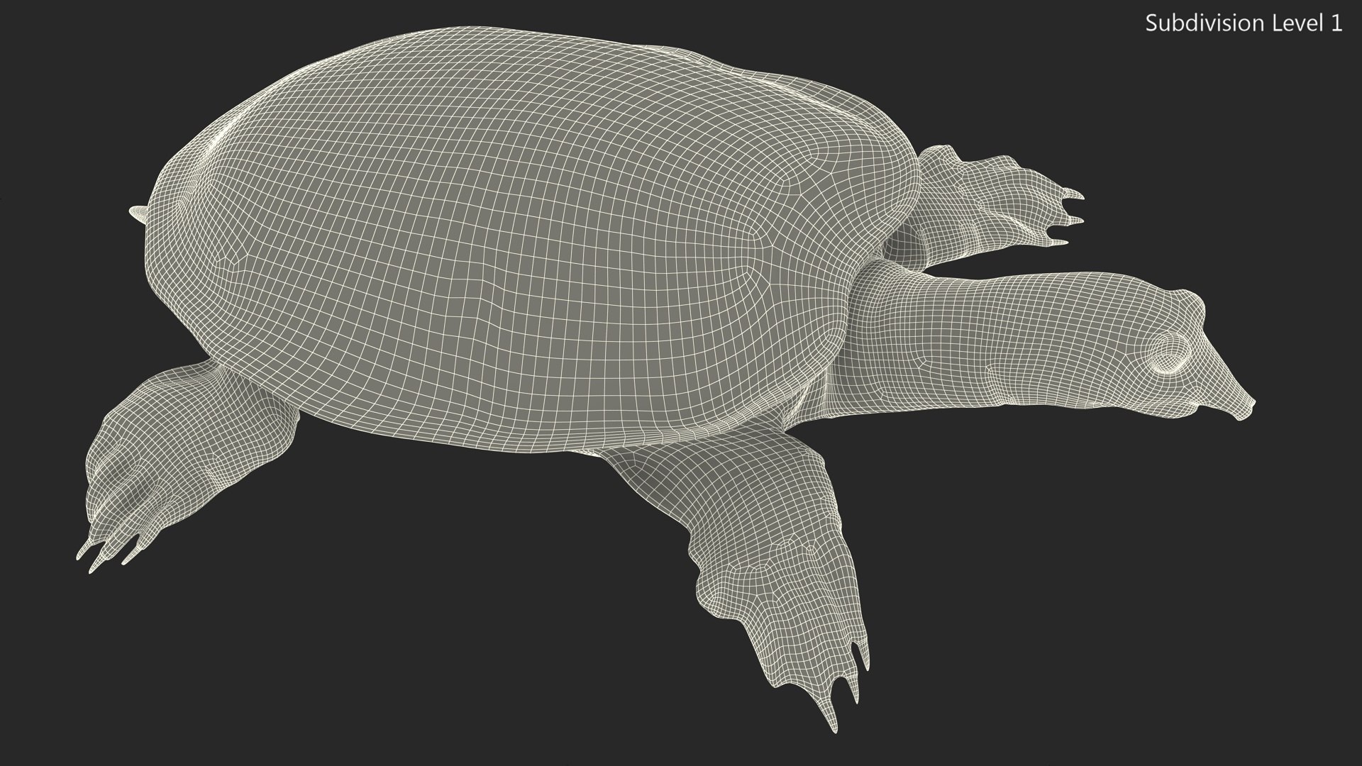 Realistic Chinese Softshell Turtle 3D Model - TurboSquid 2218377