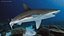 Carcharhinus Obscurus Shark