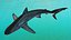 Carcharhinus Obscurus Shark