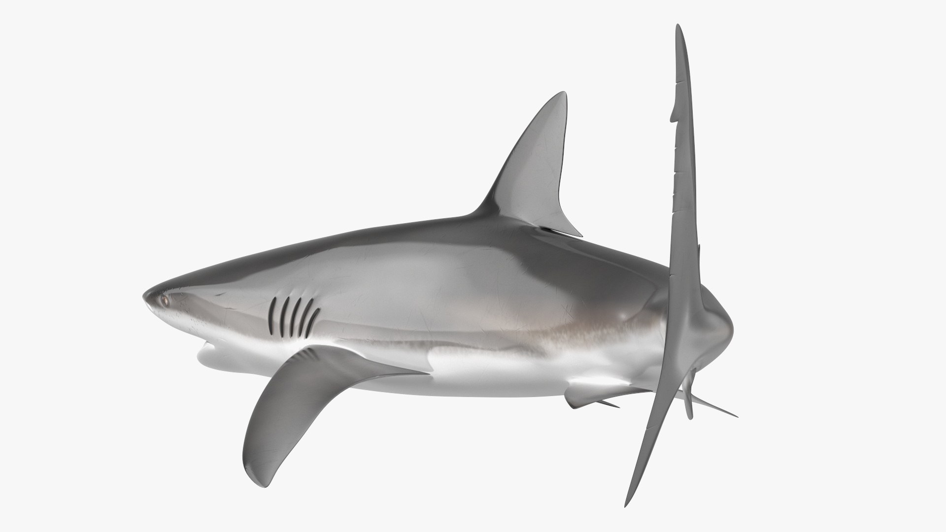 Carcharhinus Obscurus Shark 3D model https://p.turbosquid.com/ts-thumb/Vc/HWlKw6/KR/carcharhinusobscurusshark3dmodel014/jpg/1718827584/1920x1080/fit_q87/26ba5cca6b6488ec47ba545e8b7db65bc2dc59a5/carcharhinusobscurusshark3dmodel014.jpg