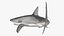 Carcharhinus Obscurus Shark