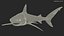 Carcharhinus Obscurus Shark